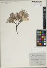 Foto von Salix lapponum L.
